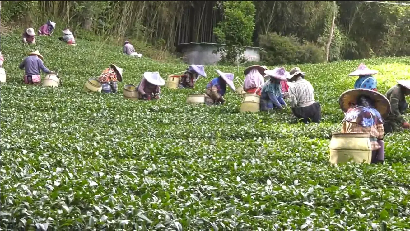 圖片來源／《臺灣神農傳》製片人 紀伶育