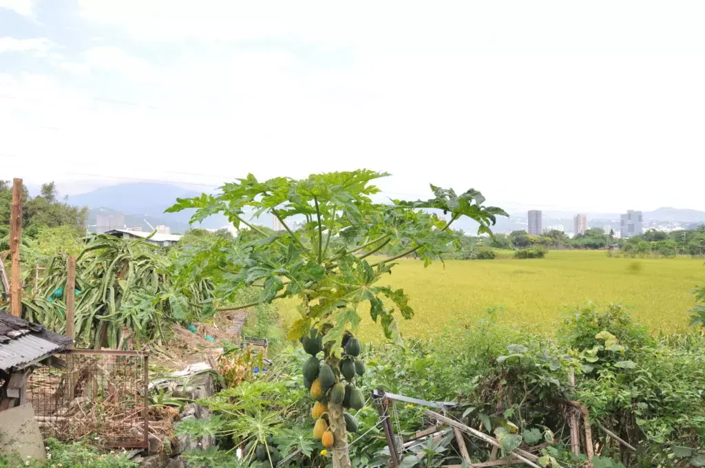 洲美位於關渡平原，涵蓋了大片肥沃農地，因區段徵收有三分之一農田納入徵收範圍而消失。（蔣金攝）