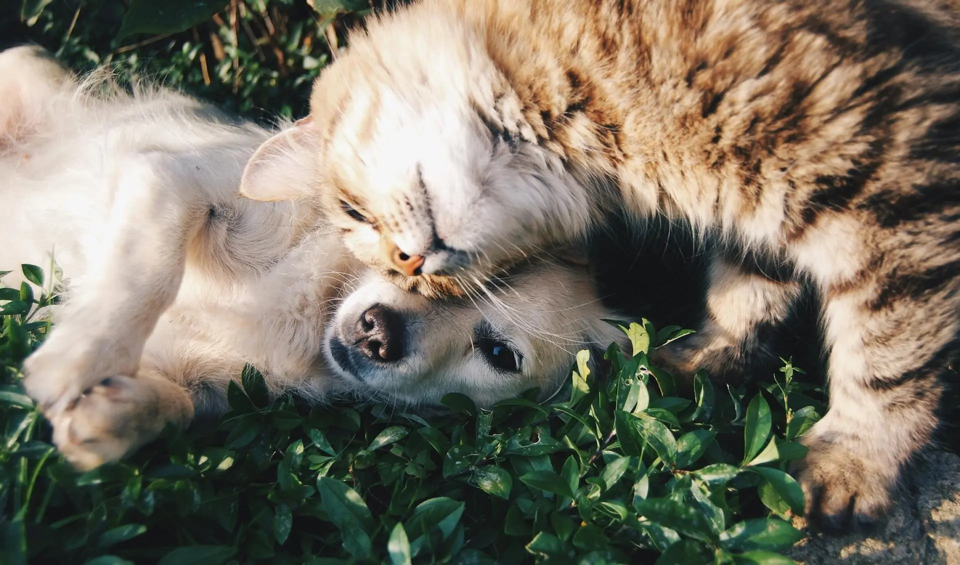 圖片來源／pexels@Snapwire