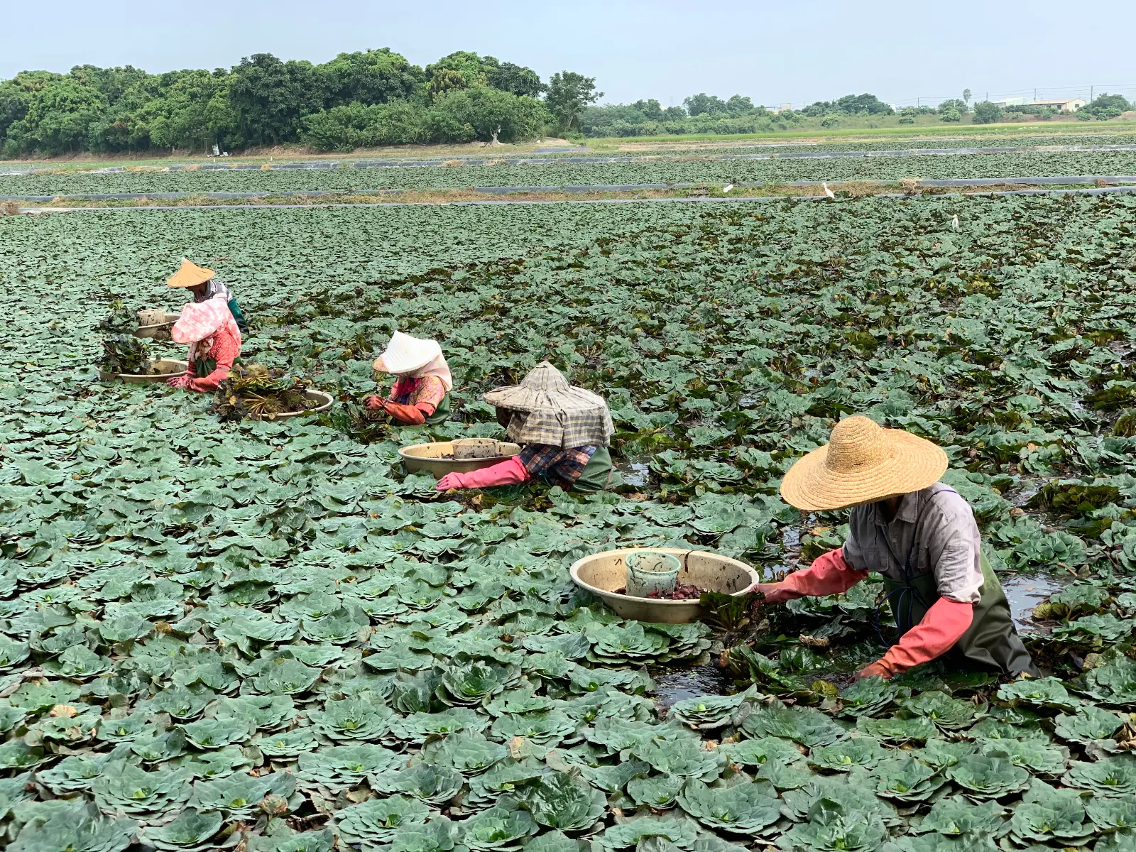 官田因鄰近烏山頭水庫,豐沛且乾淨的水源,是種植菱角不可或缺的條件,全臺灣的菱角,有 85% 來自官田。(圖片來源/李政憲) 官田因鄰近烏山頭水庫,豐沛且乾淨的水源,是種植菱角不可或缺的條件,全臺灣的菱角,有 85% 來自官田。(圖片來源/李政憲)