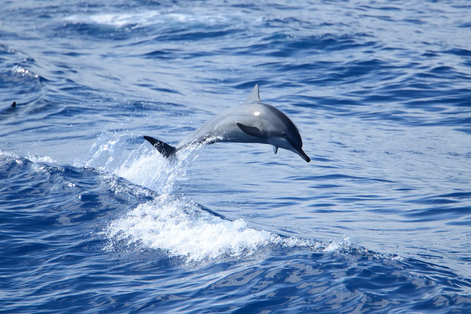 海豚乘浪跳躍，總能引起遊客的陣陣欣喜與歡呼聲。（圖片來源／呂世明）