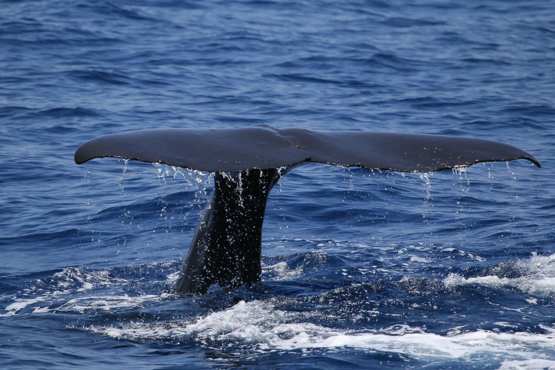 多羅滿持續與不同領域的「海幫手」合作，讓海洋相關研究得以快速進展。（圖片來源／呂世明）