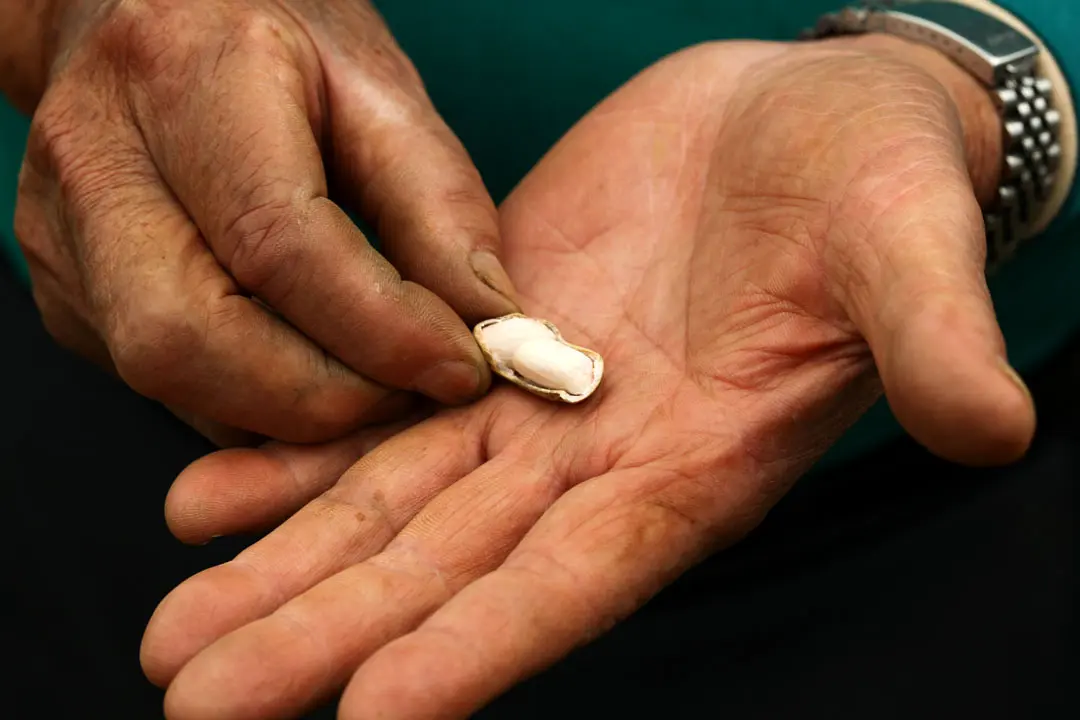 在正式學習炒花生前,得先學會挑選花生豆。(圖片來源/鍾順龍、梁郁倫) 在正式學習炒花生前,得先學會挑選花生豆。(圖片來源/鍾順龍、梁郁倫)