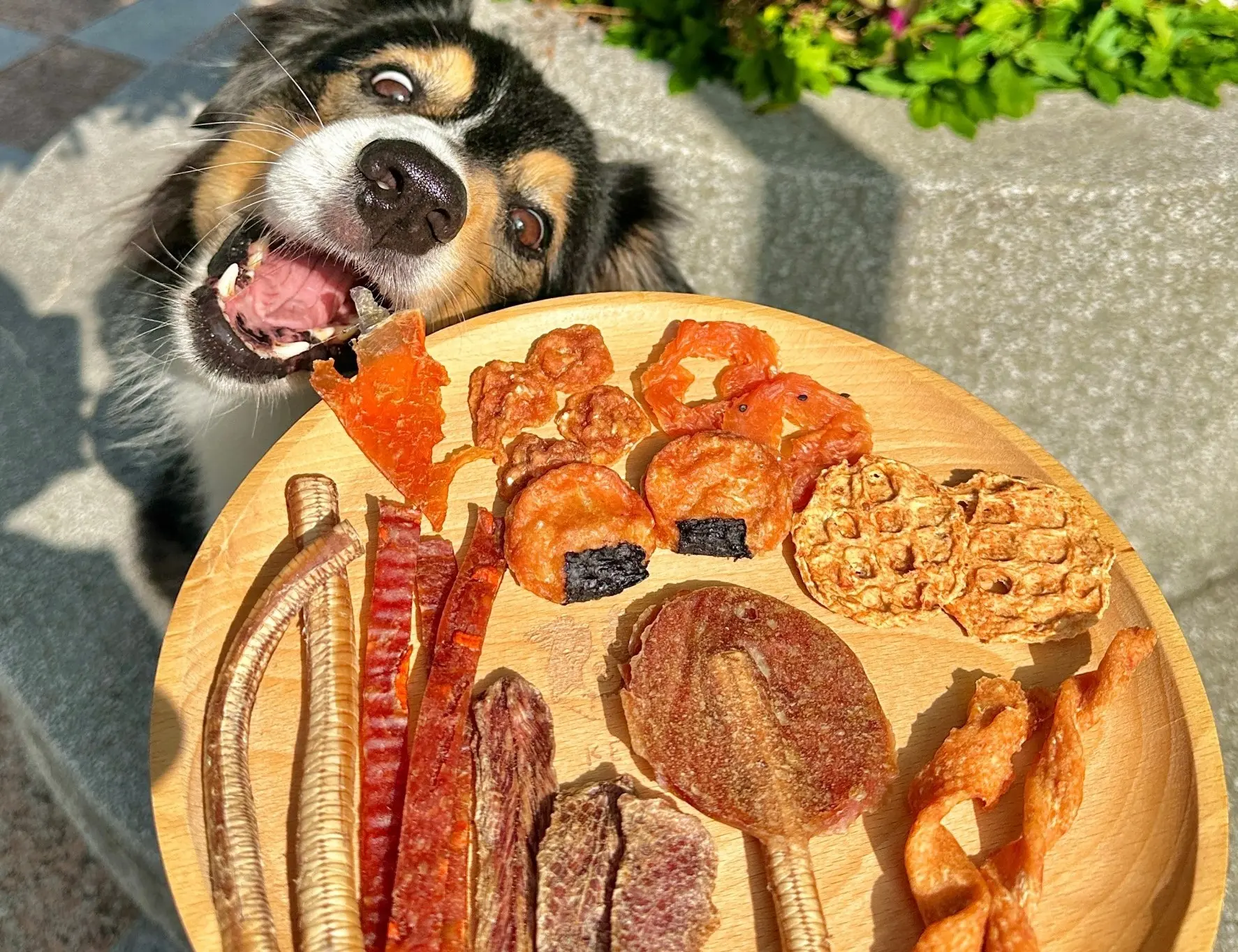 尾巴丘零食熱銷榜冠軍「燒鴨棒棒糖」,不只有職人慢焙的紮實口感,特殊造型也吸引飼主目光。(圖片來源/尾巴丘毛孩選物) 尾巴丘零食熱銷榜冠軍「燒鴨棒棒糖」,不只有職人慢焙的紮實口感,特殊造型也吸引飼主目光。(圖片來源/尾巴丘毛孩選物)