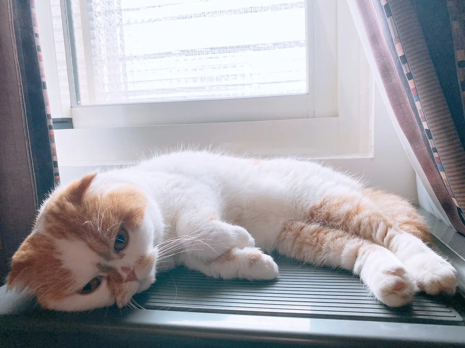 冷氣團接連報到!除了長輩要小心保暖,家中高齡犬貓也得多留意心血管與關節狀況。(圖片來源/倍力寵物健康食品) 冷氣團接連報到!除了長輩要小心保暖,家中高齡犬貓也得多留意心血管與關節狀況。(圖片來源/倍力寵物健康食品)