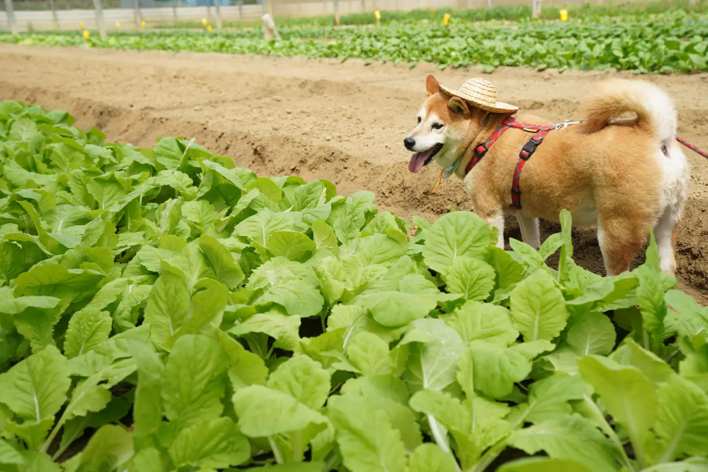 倍力寵物健康食品深耕本土,選用當季在地與有機食材,為台灣寵物食安建立以實證為本的新標準。(資料來源:倍力寵物健康食品) 倍力寵物健康食品深耕本土,選用當季在地與有機食材,為台灣寵物食安建立以實證為本的新標準。(資料來源:倍力寵物健康食品)