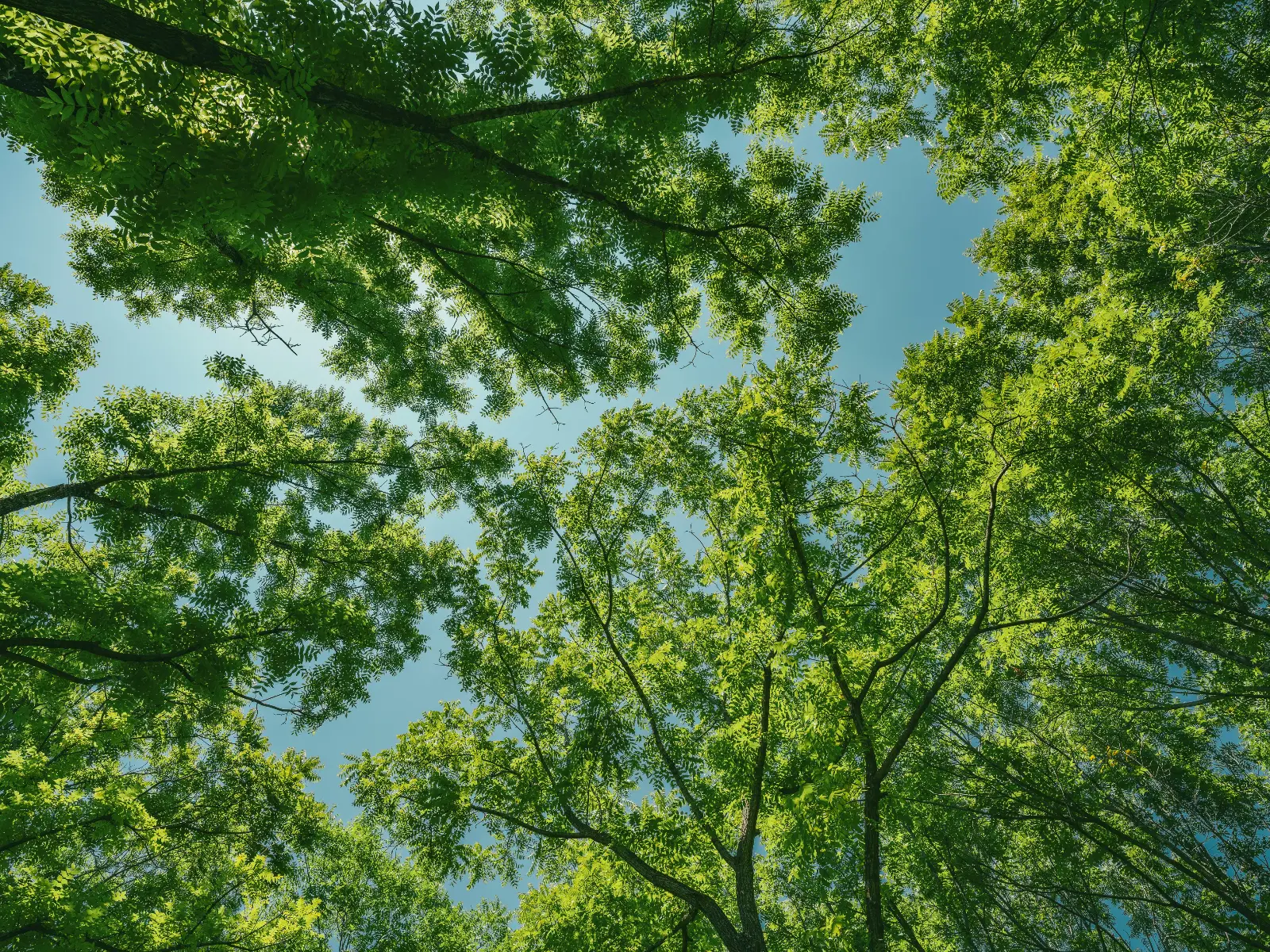 圖片來源／Pexels