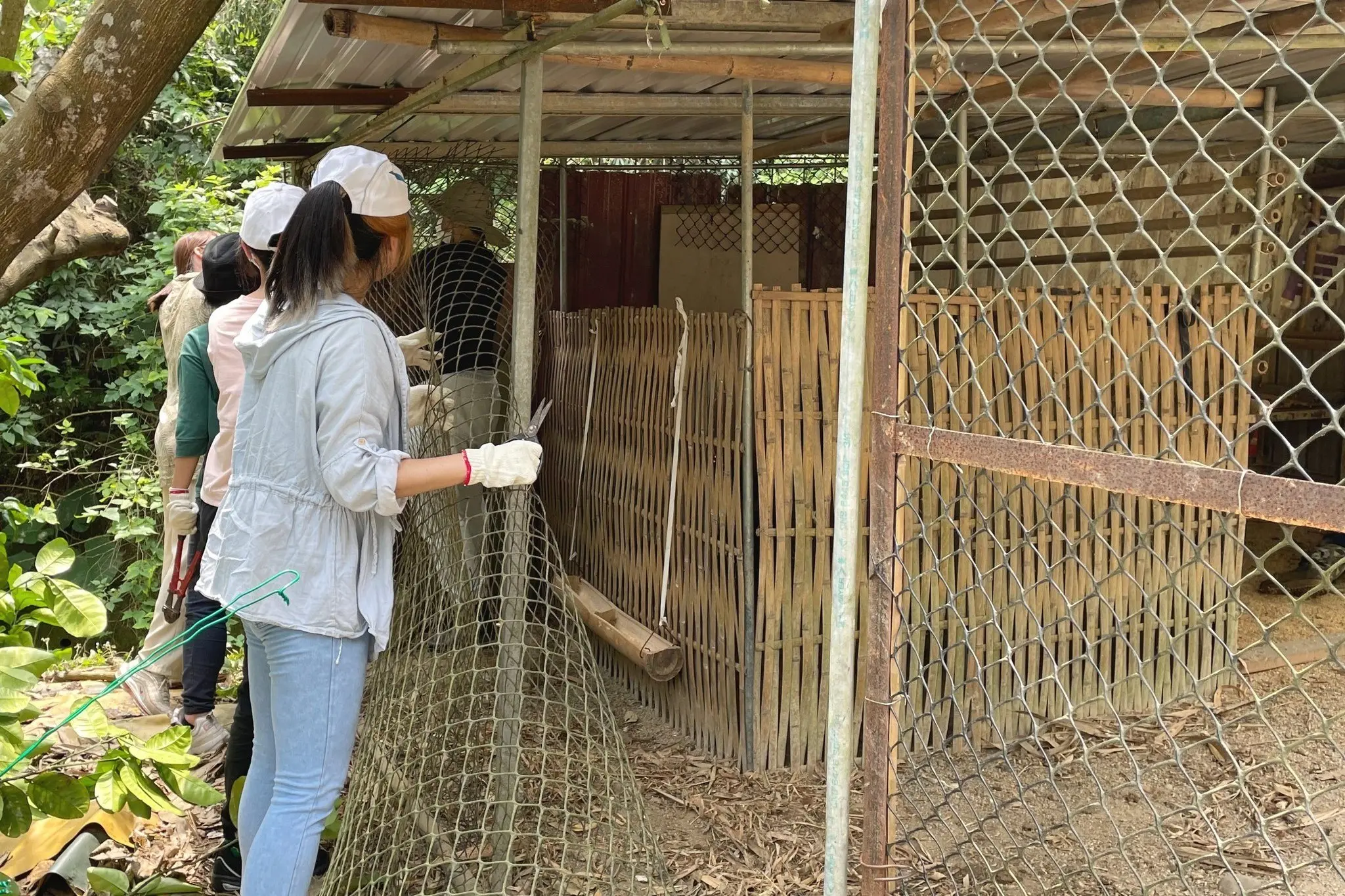 貪貪團隊 2024 年親赴淺山熱點，以金屬圍網改善雞舍，建立物理性防護，減少石虎誤入機會，緩解農民與野生動物間的利益矛盾。（圖片來源／貪貪Munchee）&nbsp;&nbsp;